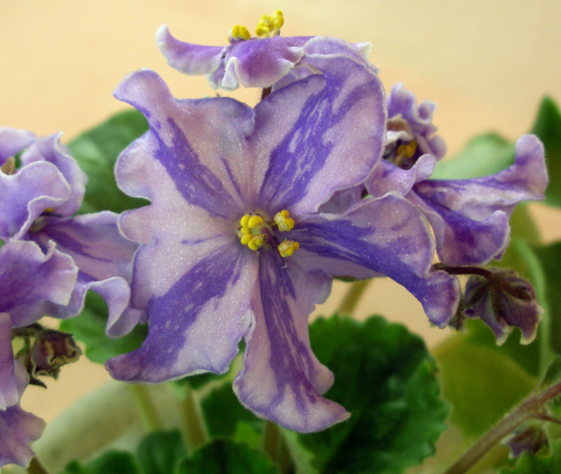 Calico Queen (LLG) 1.jpg