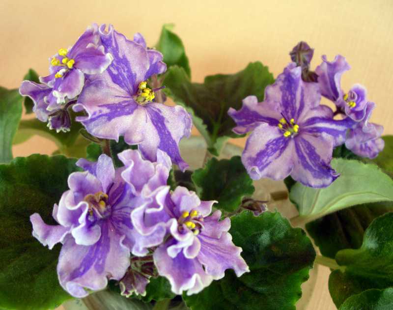 Calico Queen (LLG) .jpg