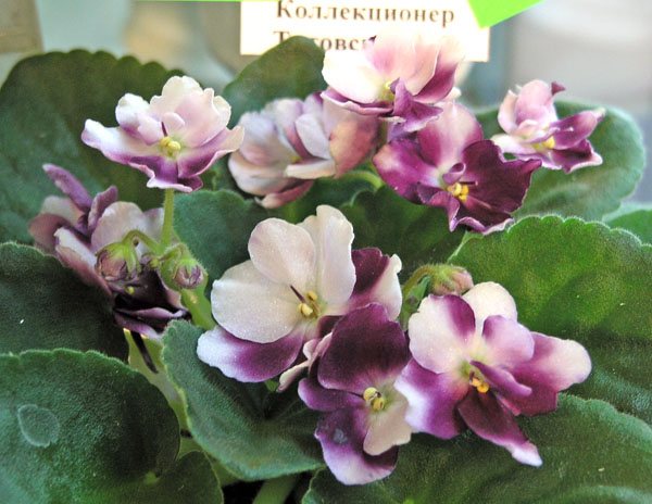 Mac's Southern Springtime, колл. В. Титовская.