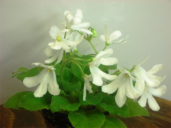 LUNAR LILY WHITE