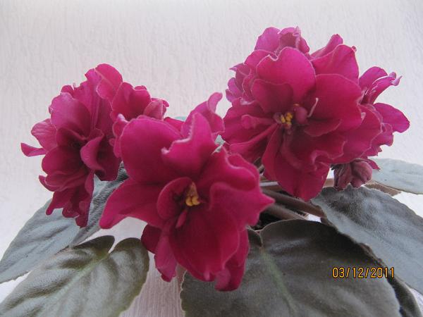 IMG_3019.JPG