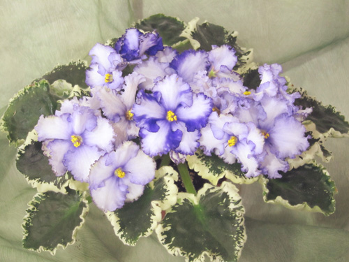 Lavender Swirls
