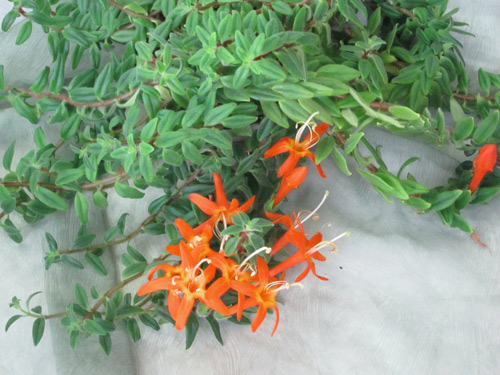 Hirsuta