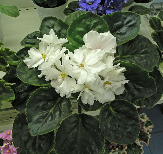 Rhapsody in White (Lyndon Lyon Greenhouses/Sorano), колл. Л. Черепанова