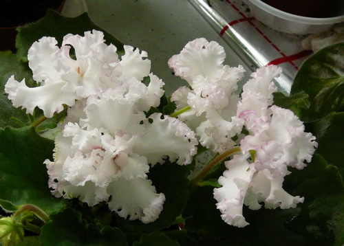 P1110610.jpg