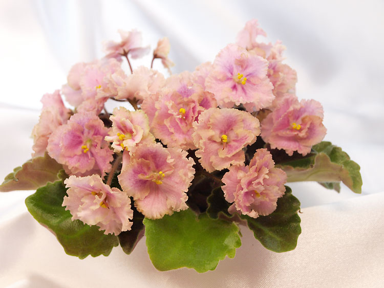 Rob's Antique Rose_1.jpg