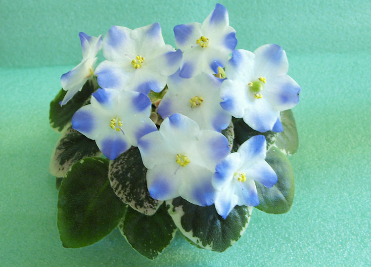 Shirl's Hawaiian Lei.jpg