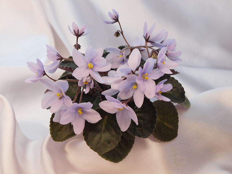Allegro Chicory Charm.jpg