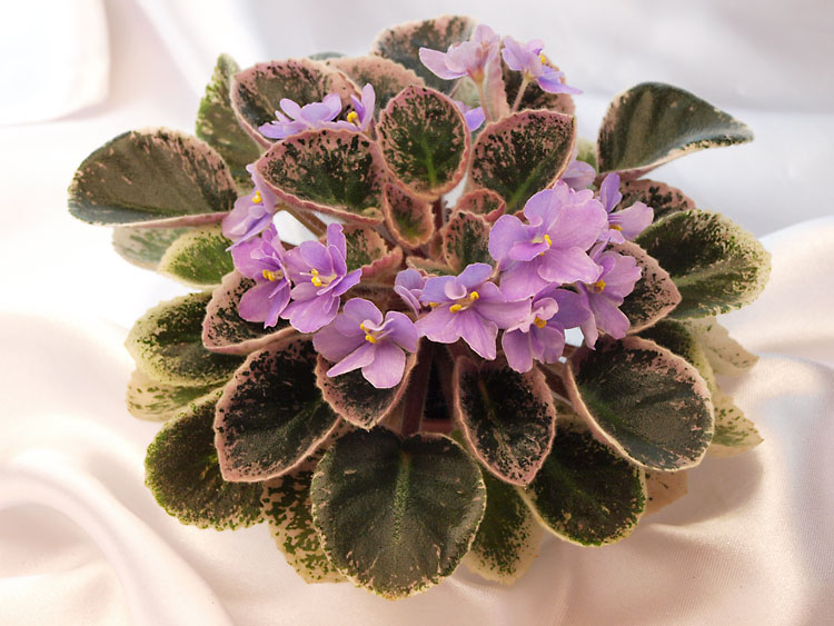 Precious Purple.jpg