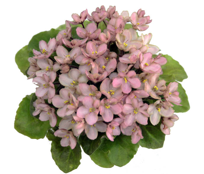 1 место  Emerald Pink (Sorano) коллекционер Н.Старостенко