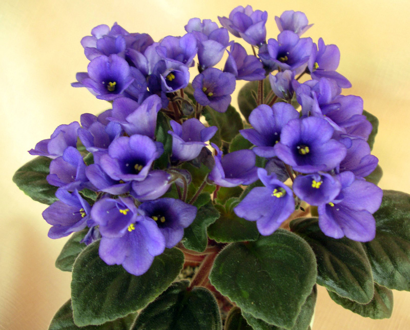 Optimara Annabelle    (Holtkamp) .jpg