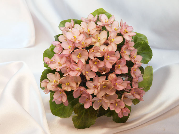 Emerald Pink.jpg