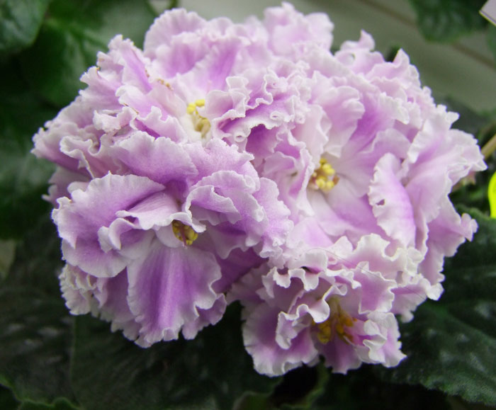 РС-Соблазн-(Фёдорова).jpg