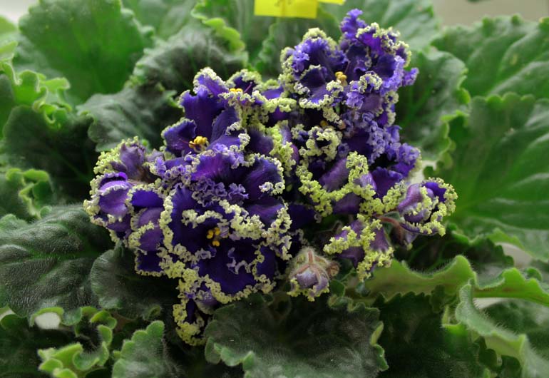 REIGNING BEAUTY