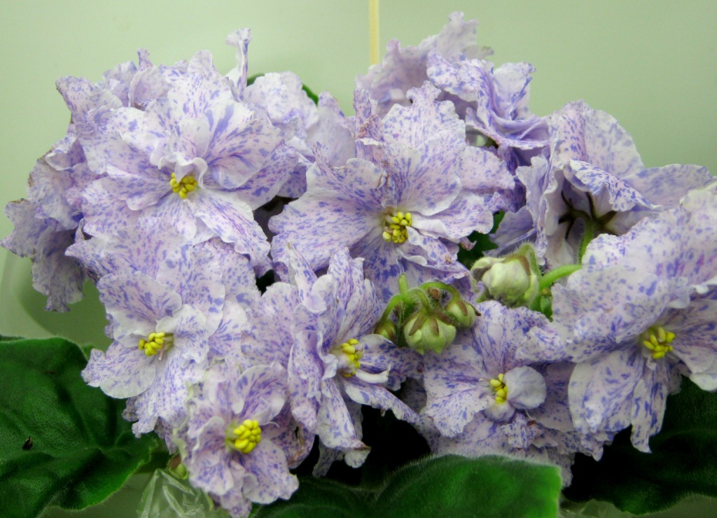 Копейкина РС-Попурри.JPG