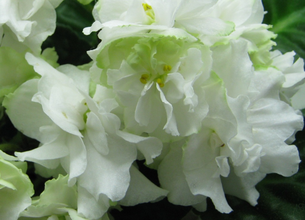 Нестерова Spring Rose.JPG