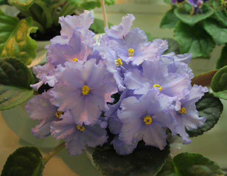 BLUE SYSTEM