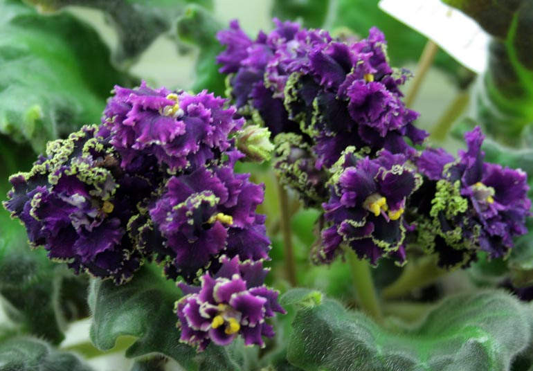 PURPLE PASSION СПОРТ