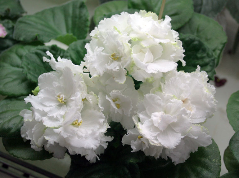 ЛЕ-ЮНАЯ ВЕСНА