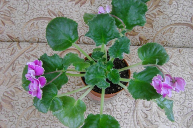 DSC03270.jpg