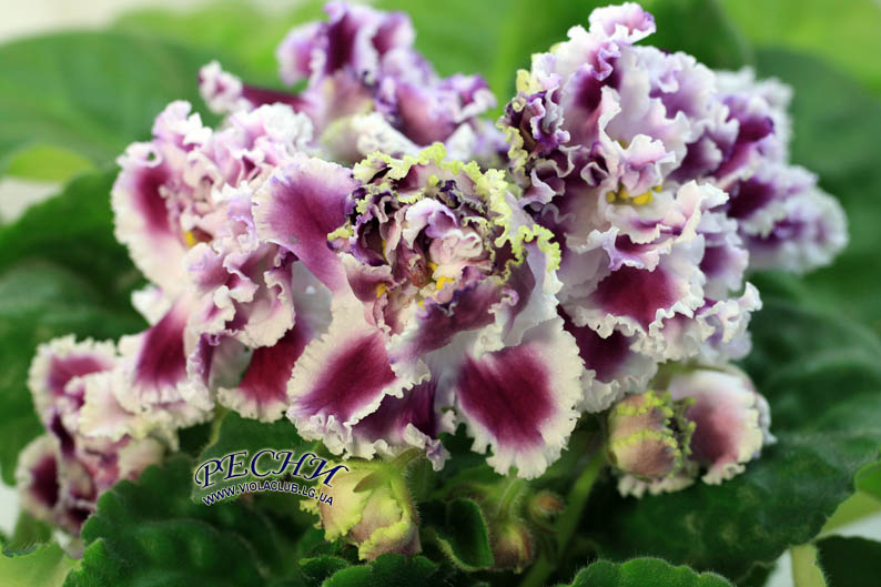 IMG_1337 копия.jpg