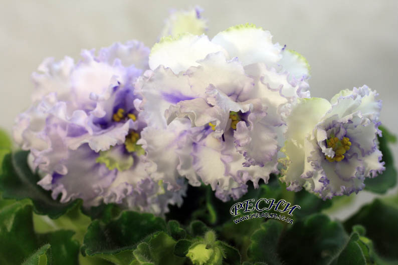 IMG_1610 копия.jpg