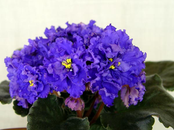 DSC02740.jpg