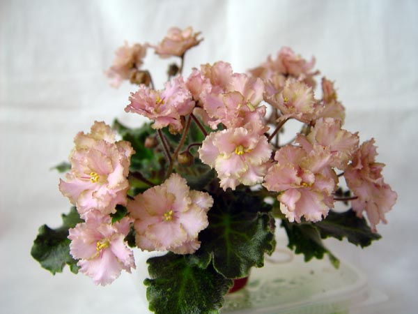 DSC02611.jpg