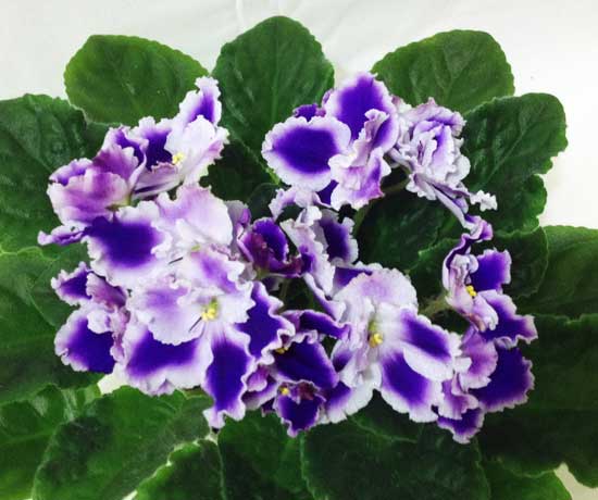 ЛЕ-Таврида.jpg