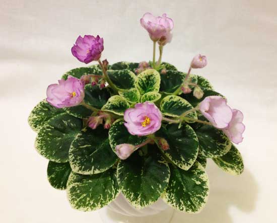 Kentuky-Baby-Bells.jpg