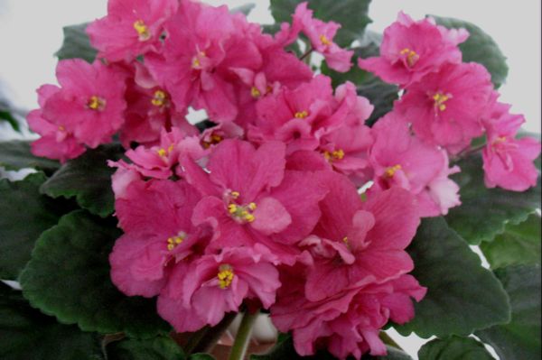 Ness`Coral Bliss.jpg