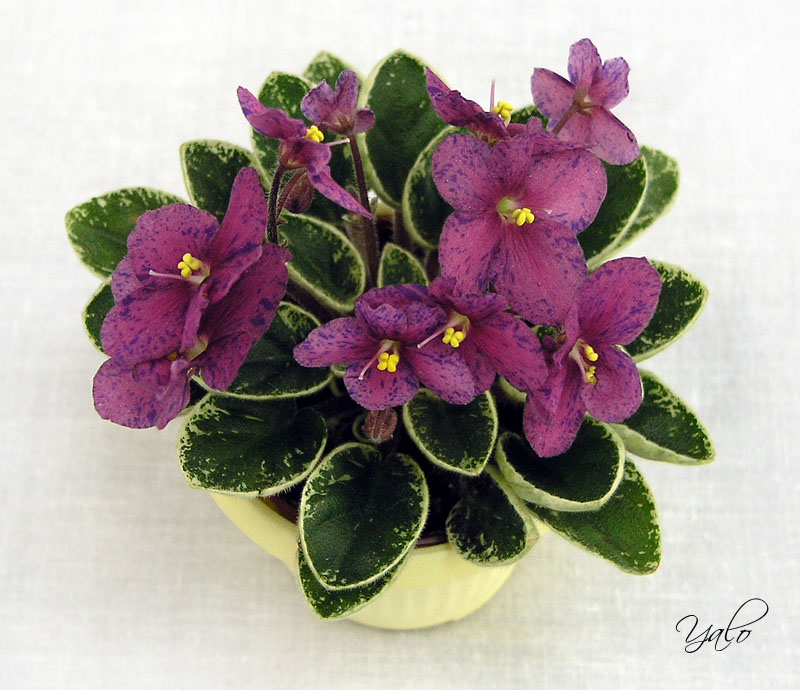3 место – Mac's Coral Clackamas (G. McDonald), колл. Е. Морозова