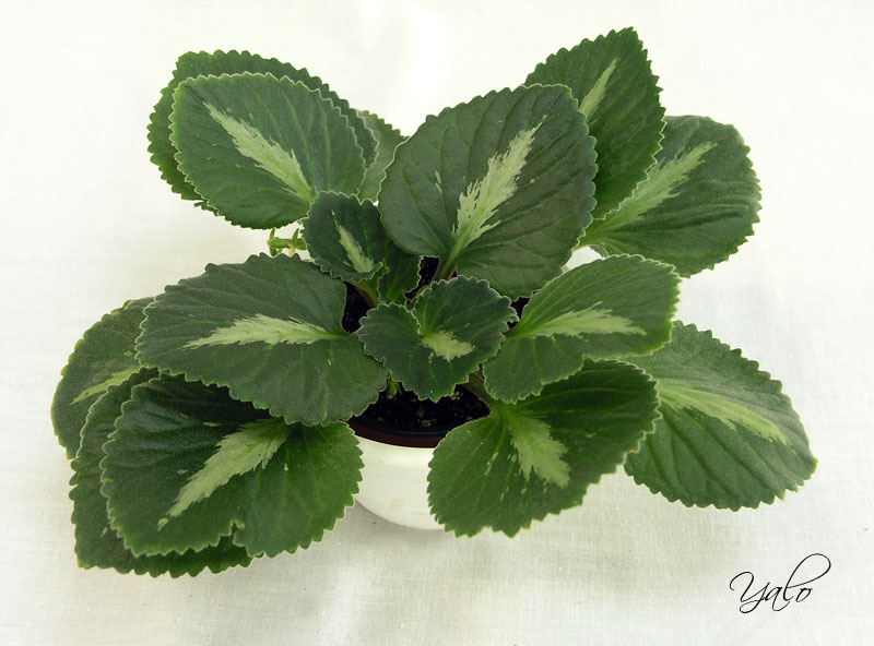 1 место – хирита Brassicoides Marble Leaf, колл. Е. Морозова
