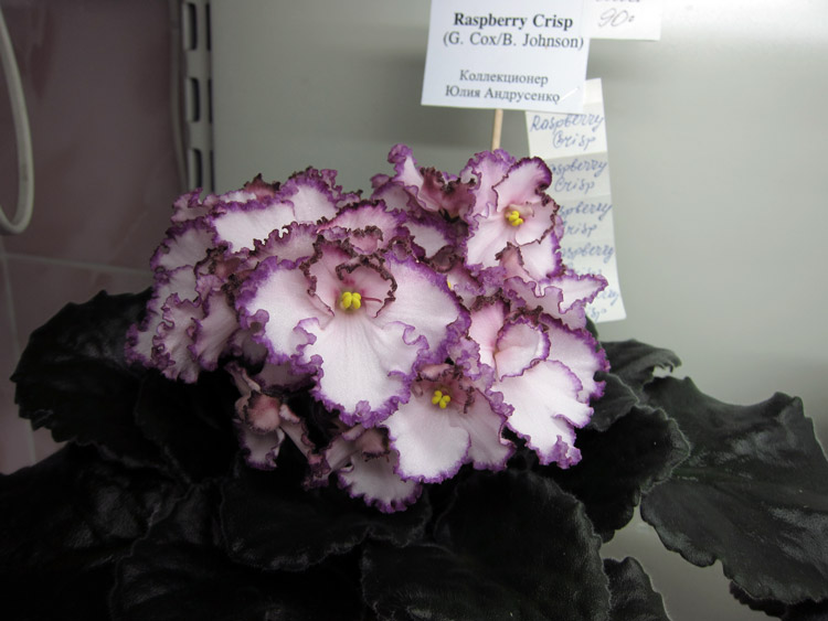 Raspberry-Crisp.jpg