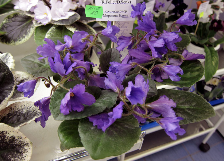 Senk's-Big-Bells.jpg