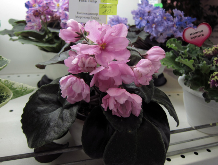 Pink-Tulip.jpg
