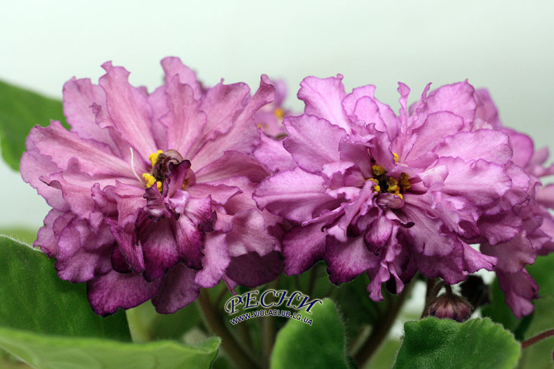 IMG_4895 копия.jpg