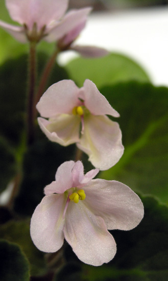 Wizard's Danania (S. Jones), колл. Т. Омельченко