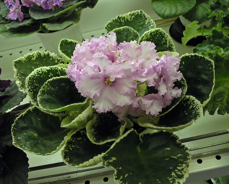 Pink Chablis