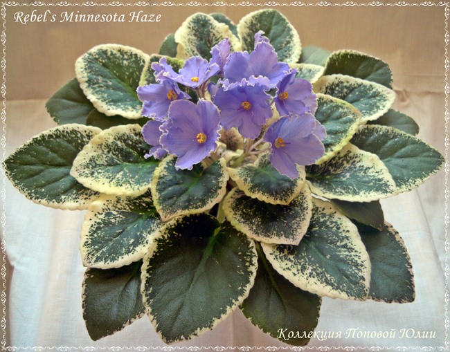 Rebel`s Minnesota Haze 2.JPG