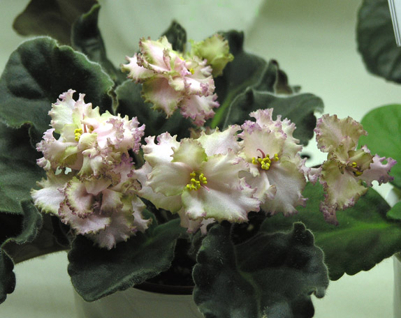 Pink Jade (S. Sorano) из коллекции Л. Тельных