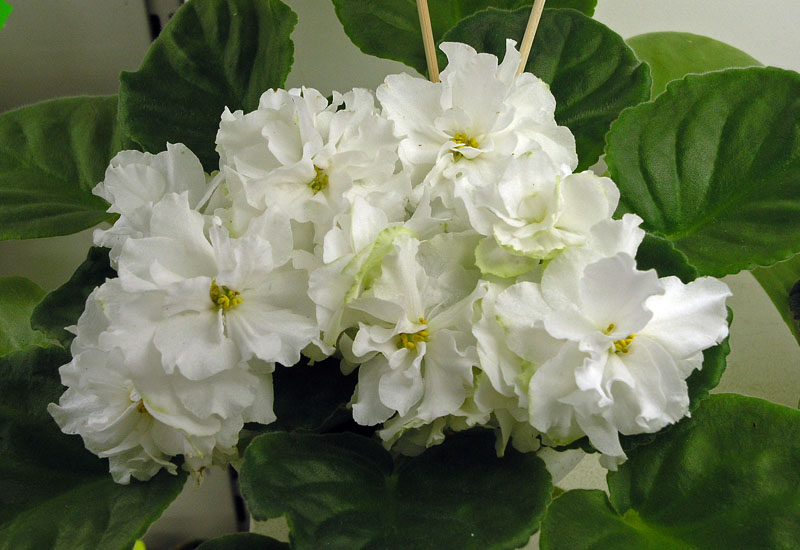 Spring Rose