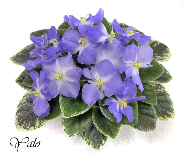 2 место – Shirl's Hawaiian Lei (S. Sanders), колл. Л. Черепанова
