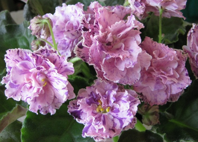 ЛЕ-Айседора.JPG