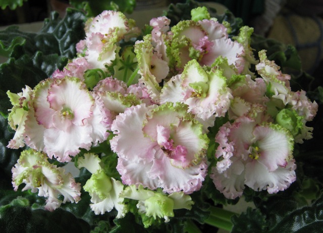 ЛЕ-Зеленая Роза.JPG
