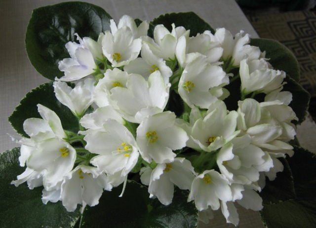 ЛЕ-Предвестник Весны.JPG
