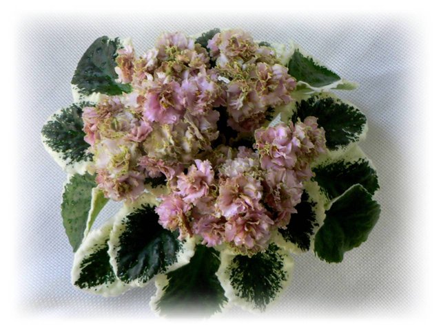 Ma's Corsage.jpg