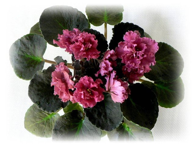 Strawberry Kiss..jpg