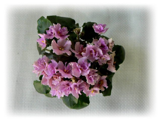 Allegro Winsome Pink.jpg