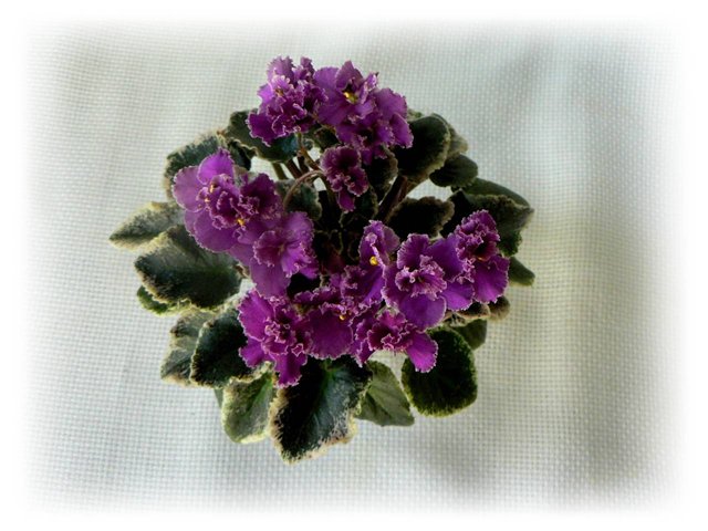 Jolly Frills..jpg